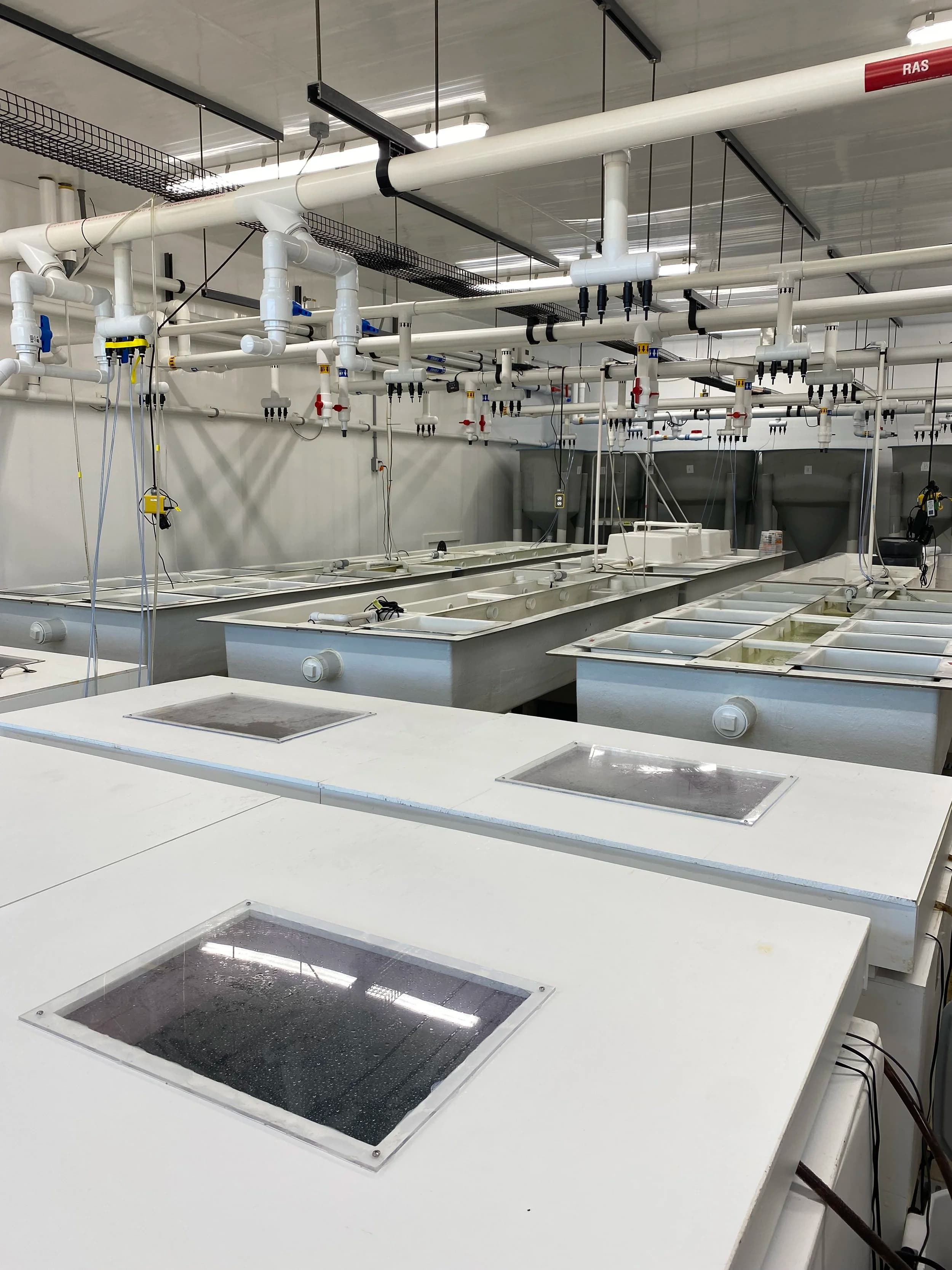 Shellfish culture tanks at the Scallop Bay Shellfish hatchery