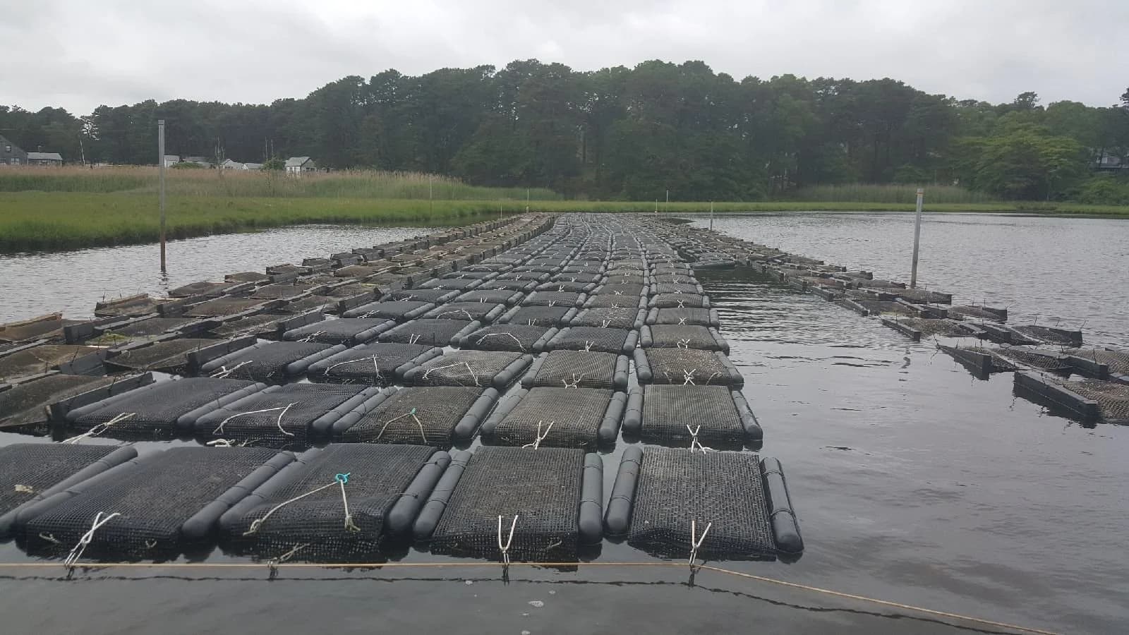 Floating oyster bags at the Ward Aquafarms grow site
