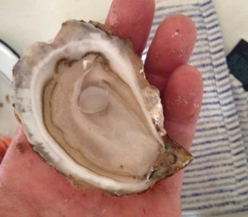 Freshly shucked Ward Aquafarms oysters